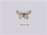 藏品(中灰舟蛾)的圖片